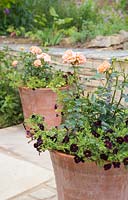 Container planted with Calibrachoa 'Black Cherry' Can Can series and Rosa 'Sweet Dream' - Fryminicot.
