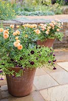 Container planted with Calibrachoa 'Black Cherry' Can Can series and Rosa 'Sweet Dream' - Fryminicot.
