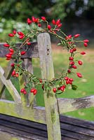 Completed rosehip wreath hanging on the edge of a wooden bench. 