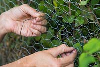 Fencing off a Rabbit hole - Securing chicken wire to fencing with twine