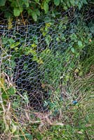 Fencing off a Rabbit hole - Fence repaired using chicken wire, twine and pegs
