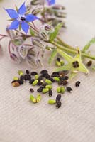 Flower, seed heads and seeds of Borage.