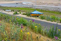 Coastal wildflowers, Wells beach bank,  Wells Next the sea.