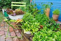 Small garden corner with container grown leaves and salad crops.