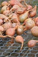 Garden shallots drying on wire netting