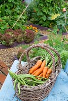 Home grown carrots and runner beans in wicker trug