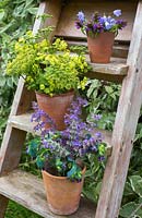 Floral display of Alchemilla mollis, Parsley flowers, Campanula rotundifolia, Nepeta and Cerinthe major 'Purpurascens' on a wooden ladder