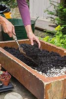  Adding rotted compost to container over gravel layer for drainage 
