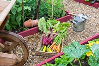 Freshly harvested summer vegetables, carrots, beetroot, runner beans and courgettes in wicker trug on garden path, England, July.