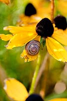 Snails on Rudbeckia flower.