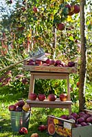 Harvested apples and picker under apple tree.