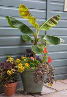 Container planted with Banana plant, Fuchsia 'Riccartonii', Begonia, Lysimachia congestiflora 'Midnight Sun', Dark Ipomoea and Lysimachia congestiflora
