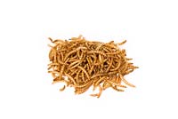 Dried mealworms for wild bird food