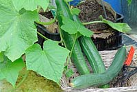 Home grown greenhouse Cucumbers 'Femspot' growing in old grocery trays, ripe fruit ready for the kitchen