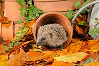 Hedgehog - Erinaceus europaeus foraging for food in urban garden amongst terracotta pots and autumn leaves
