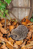 Hedgehog - Erinaceus europaeus foraging for food amongst autumn leaves
