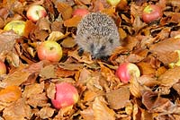 Hedgehog - Erinaceus europaeus foraging for food amongst autumn leaves and windfall apples