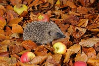 Hedgehog - Erinaceus europaeus foraging for food amongst autumn leaves and windfall apples