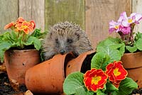 European Hedgehog - Erinaceus europaeus exploring amongst primroses and terracotta flowerpots
