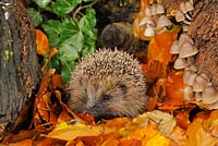 Hedgehog - Erinaceus europaeus foraging for food amongst autumn leaves 
