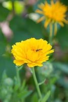 Hoverfly gathering pollen from Calendula officianalis 'Art Shades'