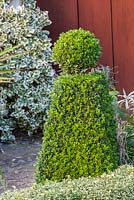 Box topiary next to low clipped hedge of  Buxus sempervirens 'Elegantissima', Euonymus fortunei 'Emerald Gaiety'