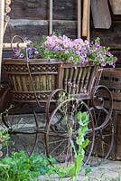 Antique baby carriage with planting of petunia