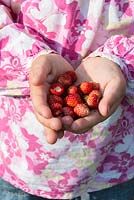A child's hands holding wild strawberries