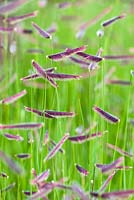 Bouteloua gracilis syn. Chondrosum gracile, Blue Gramma Grass
