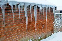 Icicles, hanging from house guttering, Norfolk, UK, January