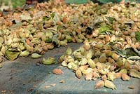 Cultivated Nuts - Kent cobnuts, drying on greenhouse staging