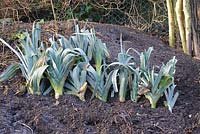 Home grown leeks 'Musselburgh' heeled in soil in garden corner, January