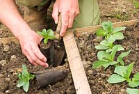 Gardener planting out broad bean plants in biodegradable fibre pots