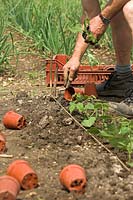 Gardener planting out french beans on allotment, plants from pots
