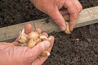 Gardener planting Garlic Cloves in vegetable garden