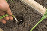 Gardener planting out healthy leek plants 'Bulgarian Giant', on allotment