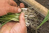 Gardener hands with healthy Leek plants 'Bulgarian Giant', on allotment ready for planting