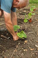 Gardener planting out Pumpkin 'Kuri', on allotment