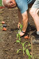 Gardener planting out young Sweet Corn Plants, on allotment