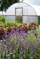 Polytunnel, Salvia viridis and Amaranthus tricolor 'Red Army' at Gabriel's Garden