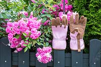 Garden gloves on wooden fence overgrown with roses