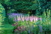 Shady planting with perennials including Astilbe taquetii 'Purpurlanze'