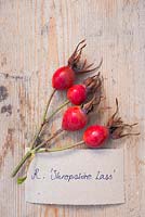 Rose hips of Rosa 'Shropshire Lass' with label. 
