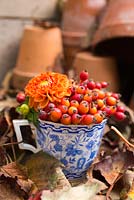 Floral display of Dahlia and Rose hips in blue and white tea cup. 