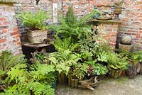 Fernery set within disused windmill. September, Autumn 2014.