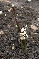 Grafting Apples Banns, Nelson, American Mother, Pitmaston Pineapple, on to M26 dwarf rootstock