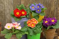 Springtime still life with polyanthus in colurful buckets in rustic garden setting