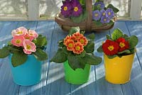 Springtime still life with backlit polyanthus in colurful buckets in rustic garden setting