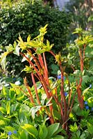 Paeonia - Emerging peony spring shoots with buxus in background