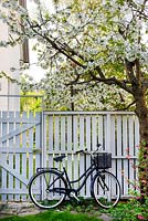Malus domestica - apple tree in blossom with white wooden fence and Bicycle